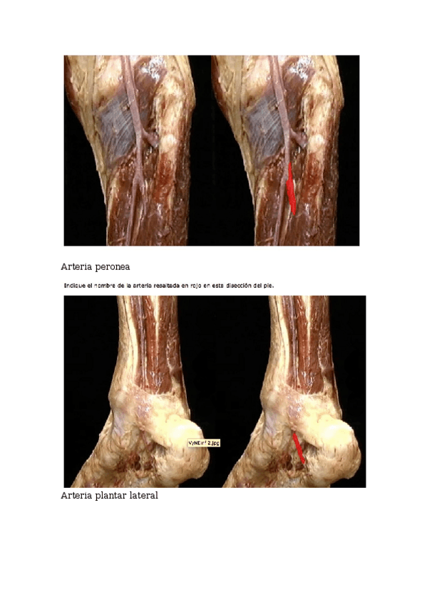 Miniatura del documento Sexto-ciclo.docx