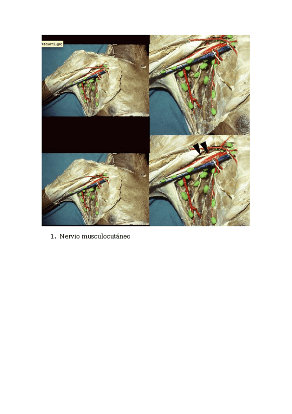 Miniatura del documento Tercer-ciclo.docx