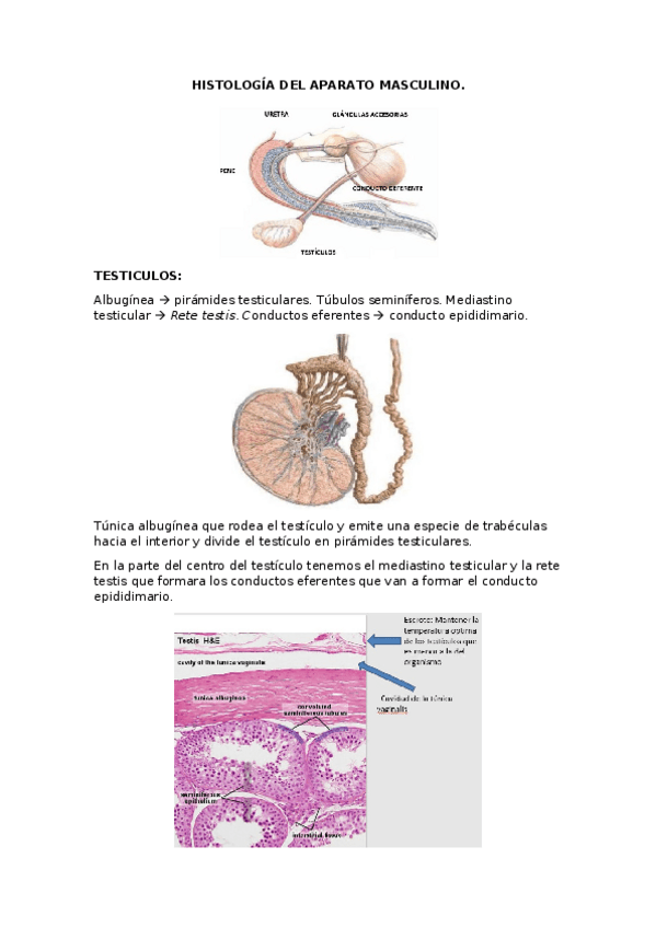 Miniatura del documento HISTOLOGIA-DEL-APARATO-MASCULINO.docx