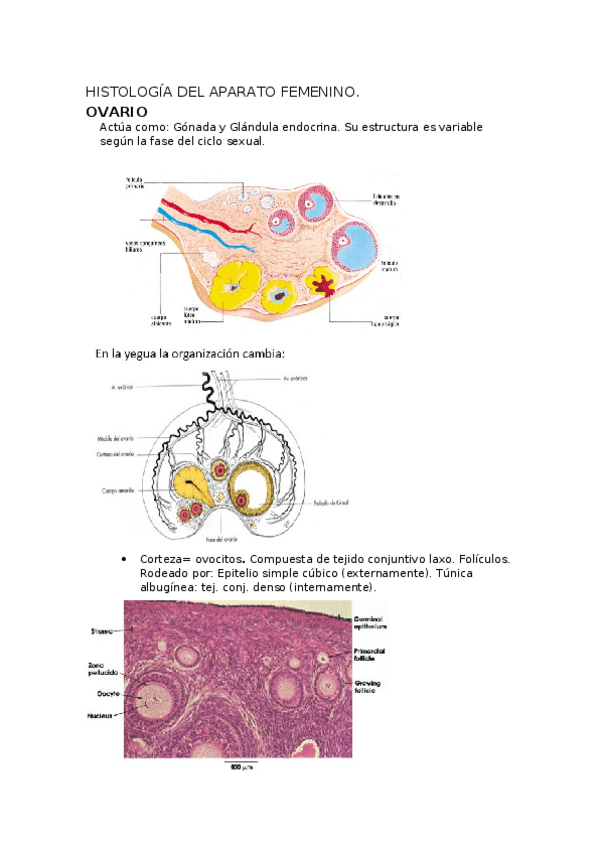 Miniatura del documento HISTOLOGIA-DEL-APARATO-FEMENINO.docx