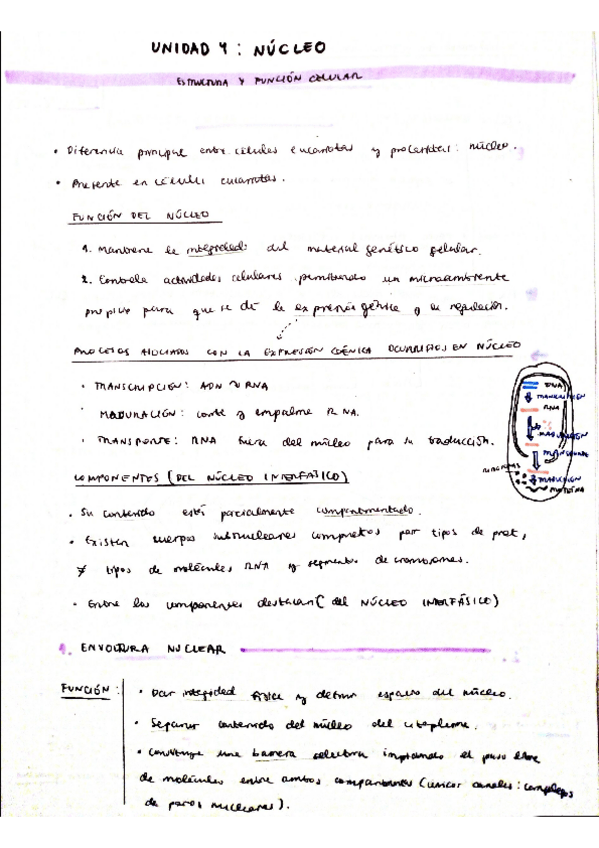 Miniatura del documento Unidad-4-Nucleo.pdf