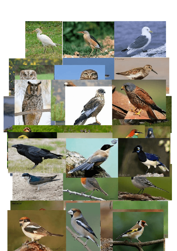 Miniatura del documento aves.docx