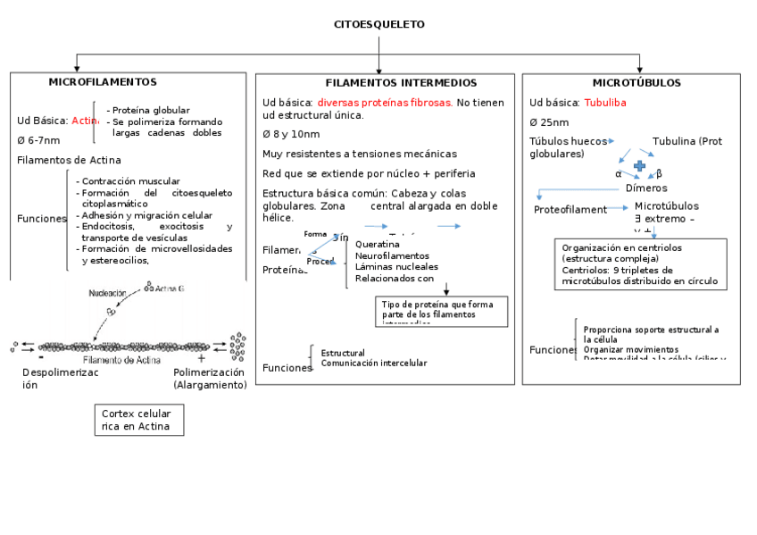 Miniatura del documento esquemas-ud2.docx