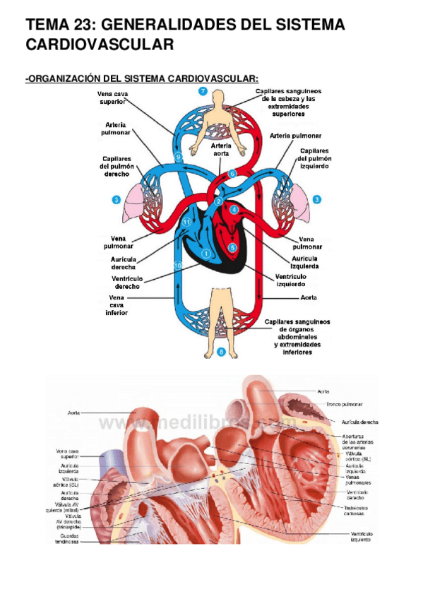 Miniatura del documento TEMAS-232425-FISIO-1.docx