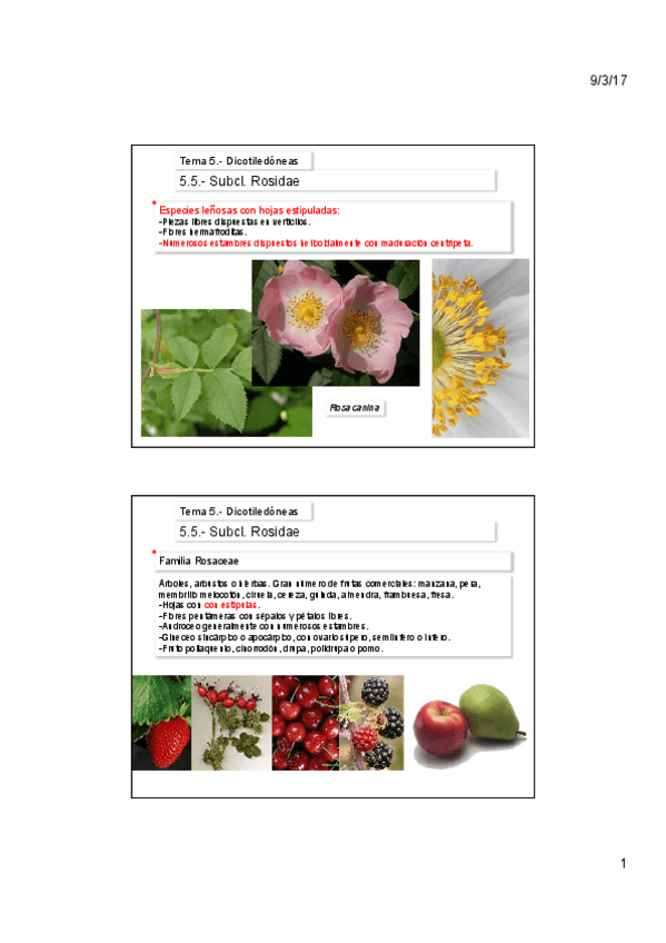 Miniatura del documento Tema-5Bb.pdf
