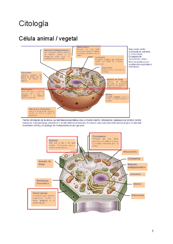 Miniatura del documento Citologia.pdf