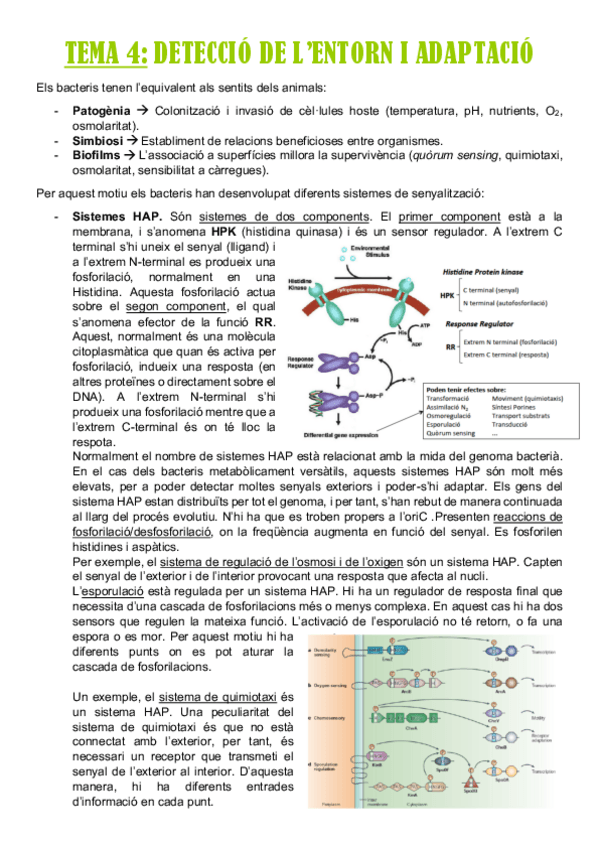 Miniatura del documento TEMA-4.pdf