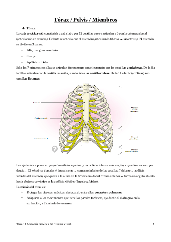 Miniatura del documento Tema-11-Torax-pelvis-miembros.pdf