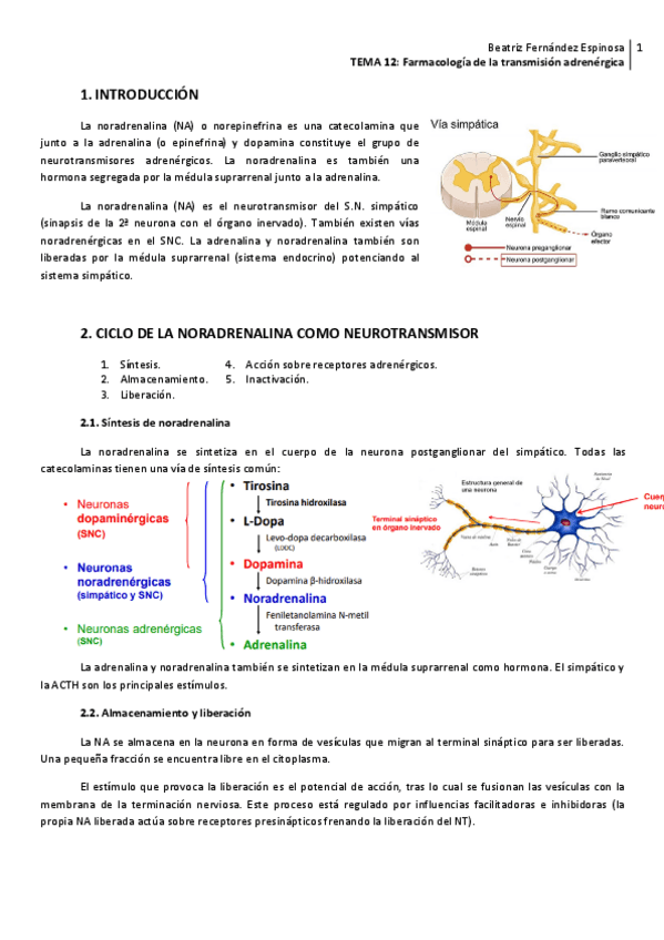 Miniatura del documento Tema-12Trans-adrenergica.pdf
