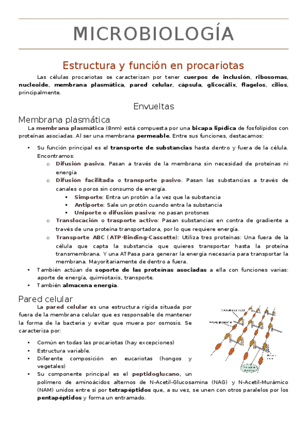Miniatura del documento Apuntes-Microbiologia.docx