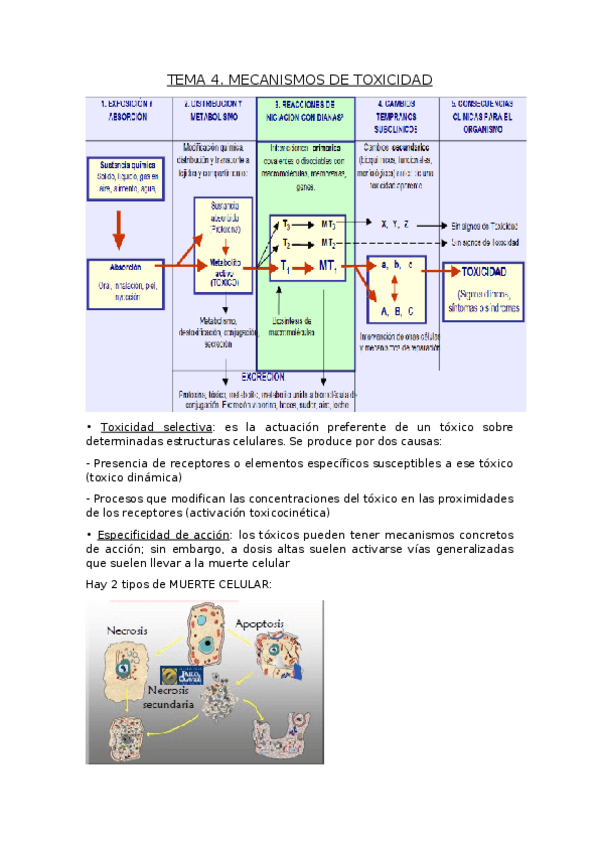 Miniatura del documento TEMA-4.docx