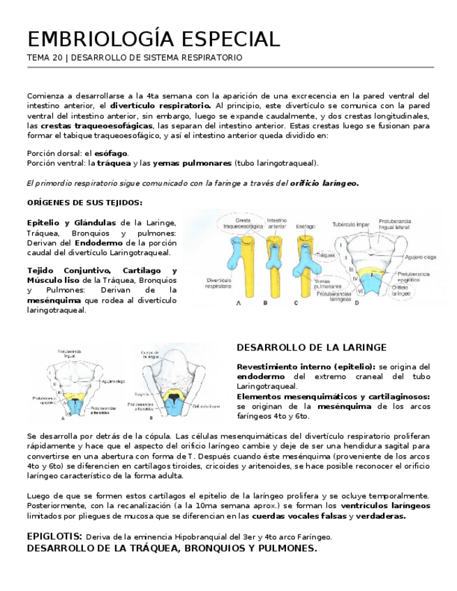 Miniatura del documento Sistema-Respiratorio.docx