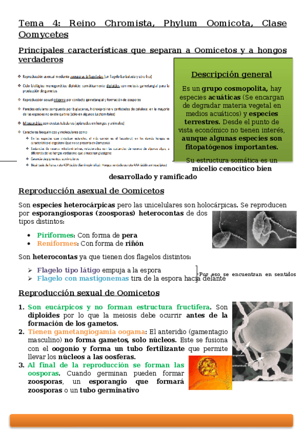 Miniatura del documento Tema-4.docx