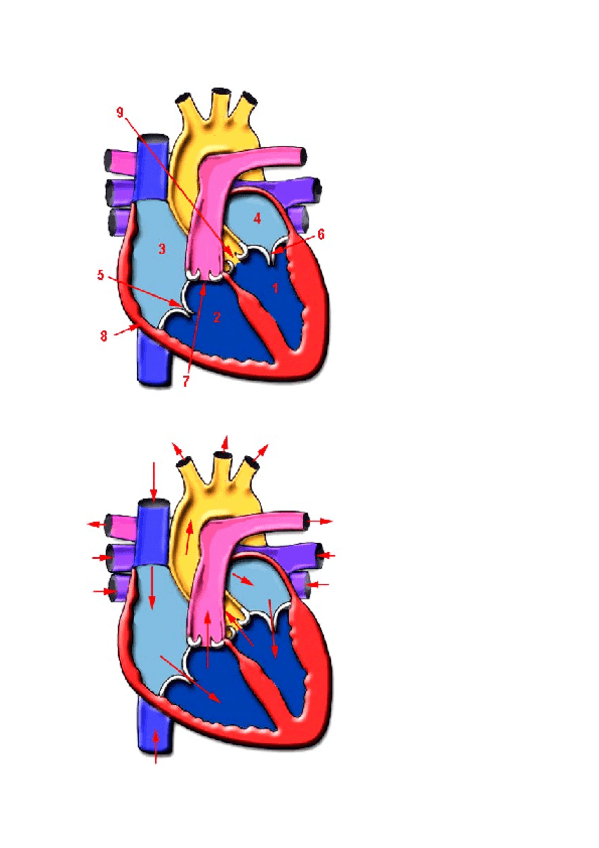 Miniatura del documento cardiaco.docx