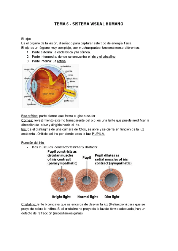 Miniatura del documento TEMA-6-SVISUAL-APUNTES.pdf