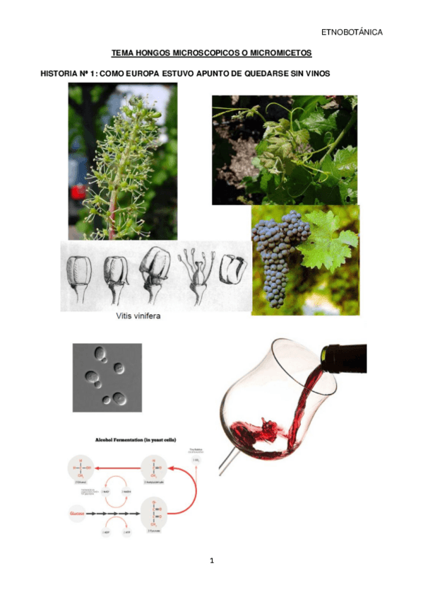 Miniatura del documento ETNOBOTANICA TEMA 4.pdf