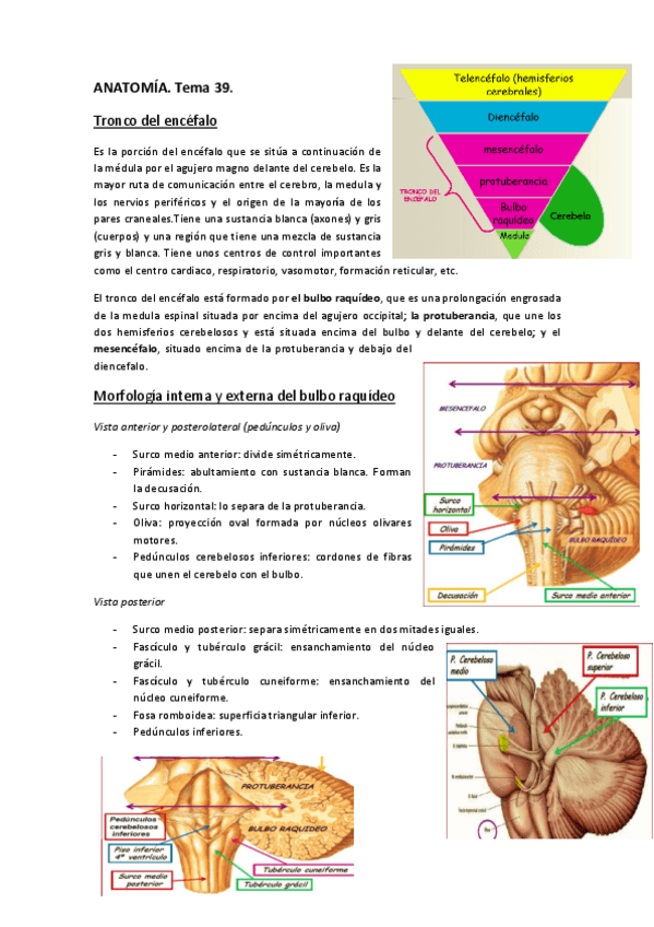 Miniatura del documento ANATOMÍA. Tema 39 y 41..pdf