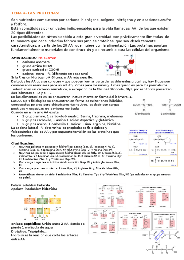 Miniatura del documento TEMA-4-las-proteinas.docx