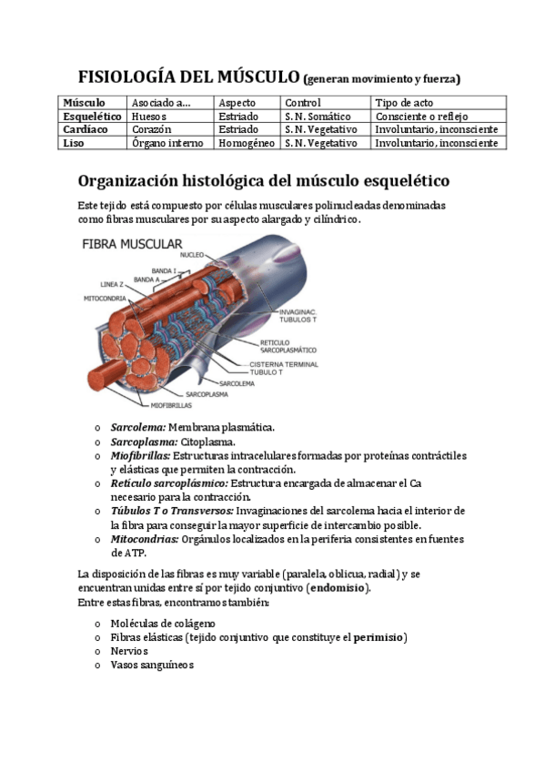 Miniatura del documento Fisiologiadelmusculopdf.pdf