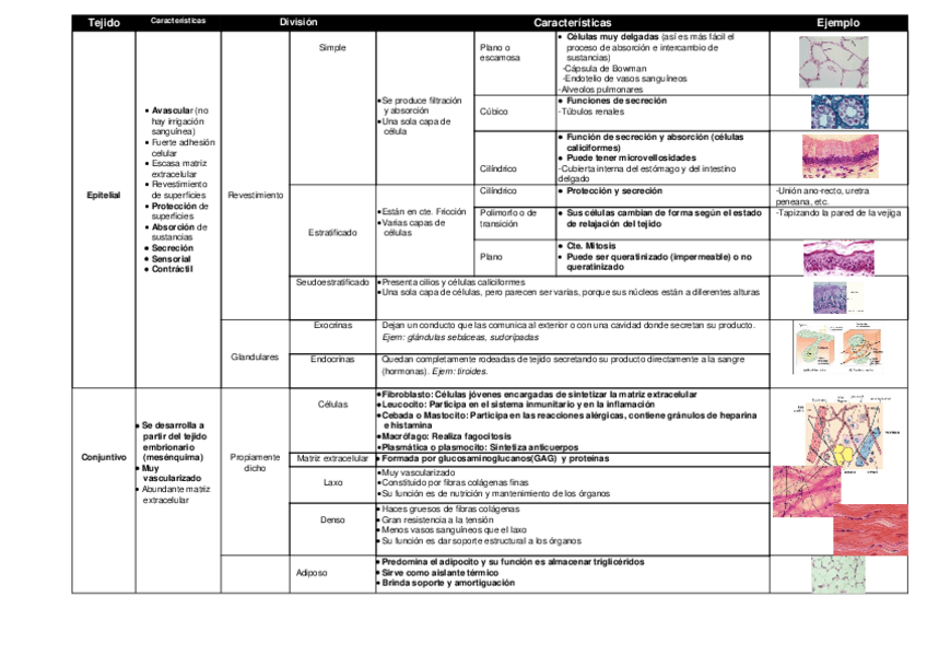 Miniatura del documento Tejido-animal.docx