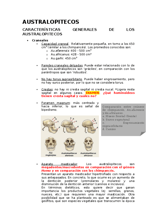 Miniatura del documento Hominizacion-3.docx