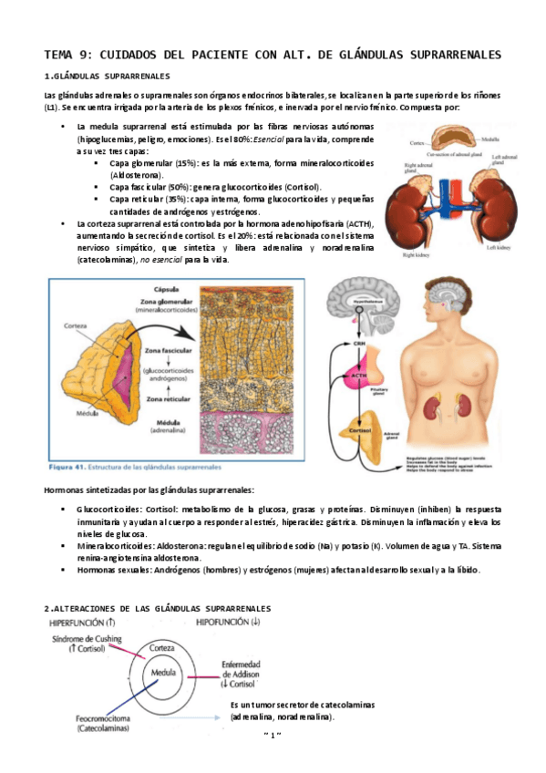 Miniatura del documento Tema-9-cuidados-del-paciente-con-alt-glandulas-suprarrenales.pdf
