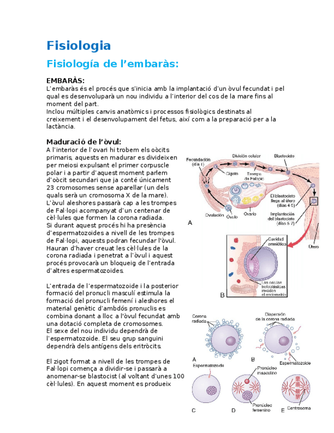 Miniatura del documento Fisiologia-embaras.docx