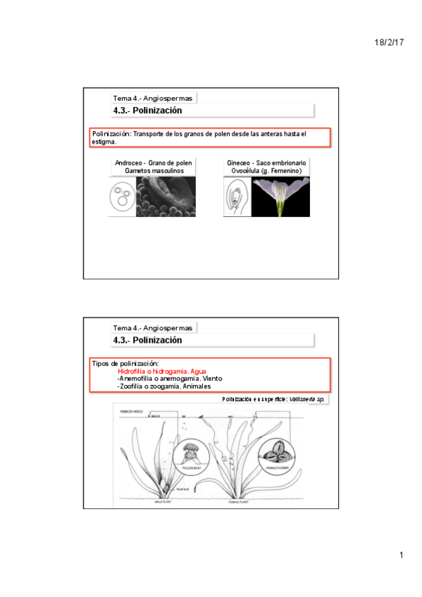 Miniatura del documento Tema-4C-Angiospermas.pdf