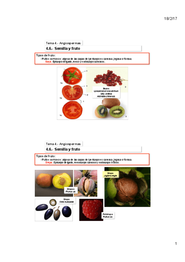 Miniatura del documento Tema-4D-Angiospermas.pdf