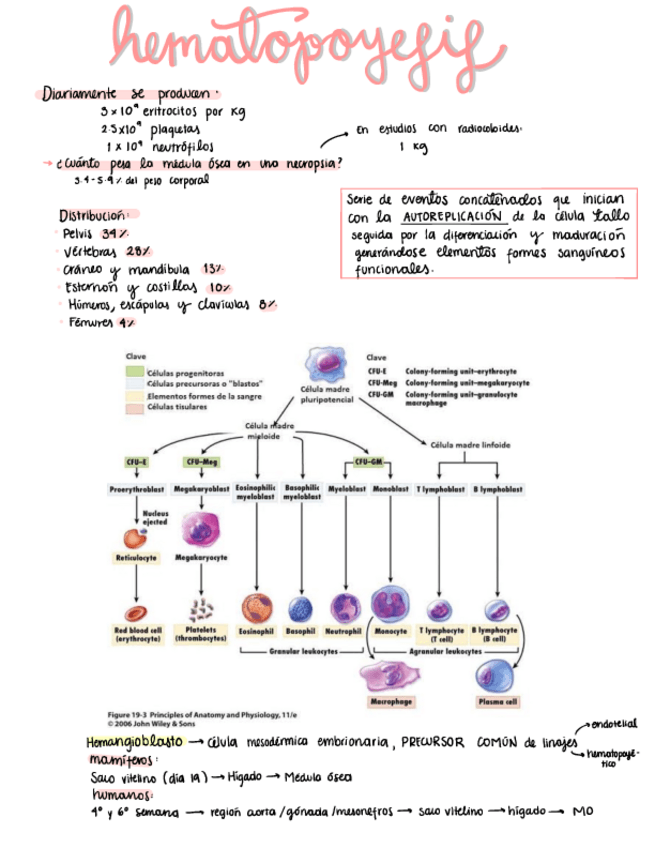 Miniatura del documento Hematologia.pdf