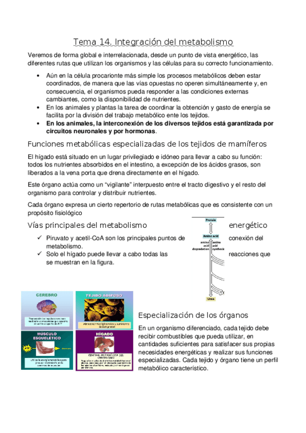 Miniatura del documento Tema-14.docx