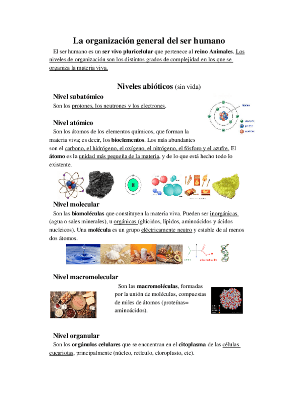 Miniatura del documento La-organizacion-general-del-ser-humano.docx