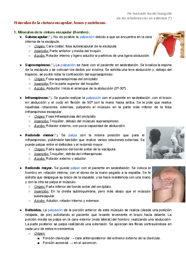 Miniatura del documento Musculos-de-la-cintura-escapular-brazo-y-antebrazo.pdf