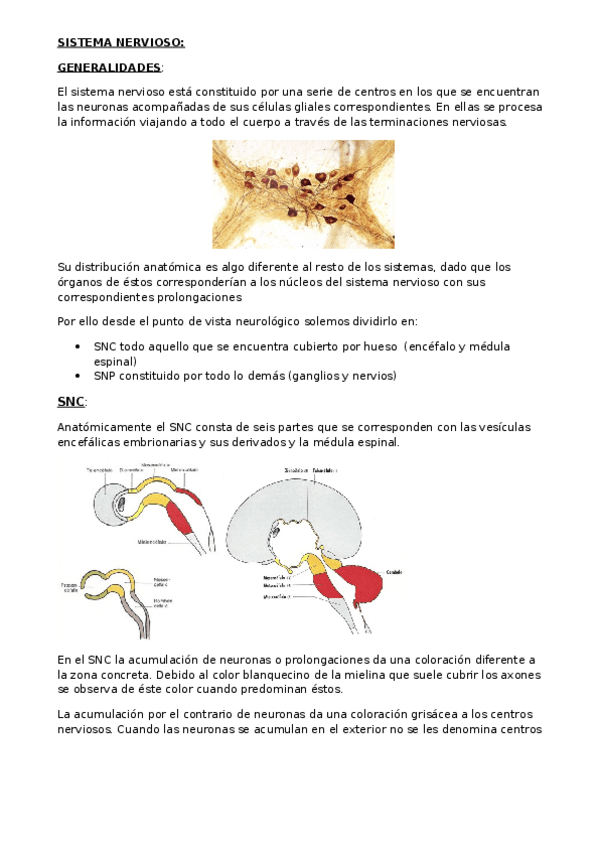 Miniatura del documento TEMA-10.docx