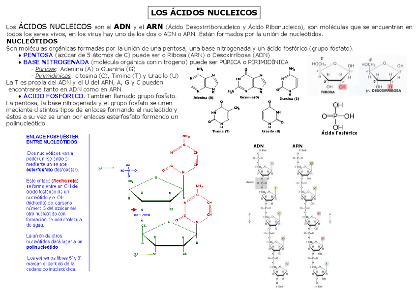 Miniatura del documento 6-ACIDOS-NUCLEICOS.pdf