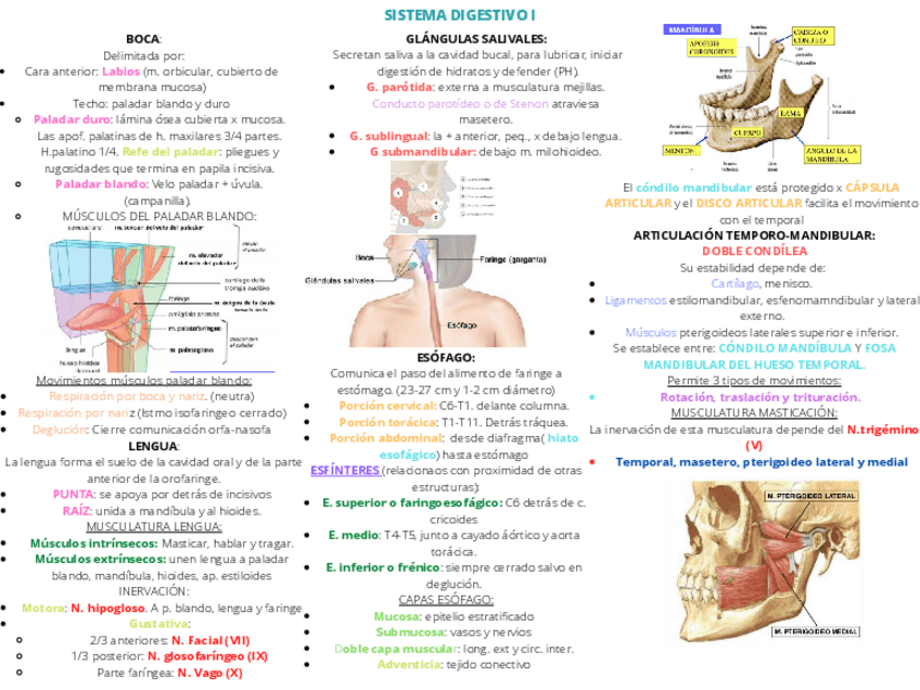 Miniatura del documento SISTEMA-DIGESTIVO-I.pdf