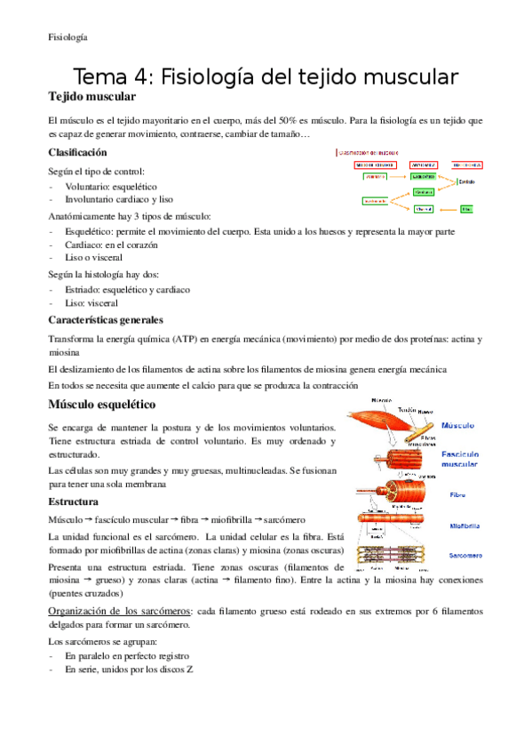 Miniatura del documento Tema-4-Fisiologia-del-musculo.docx