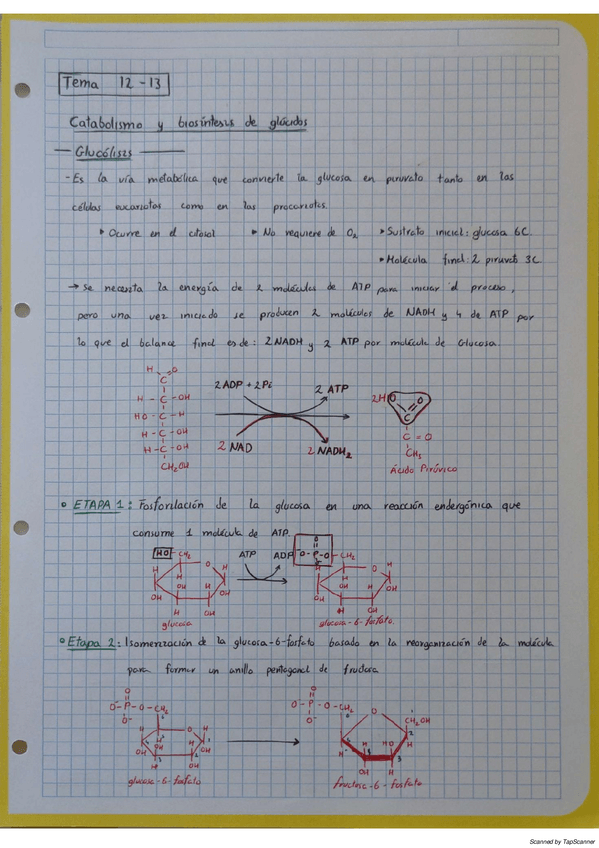 Miniatura del documento BioquimicaT12.pdf