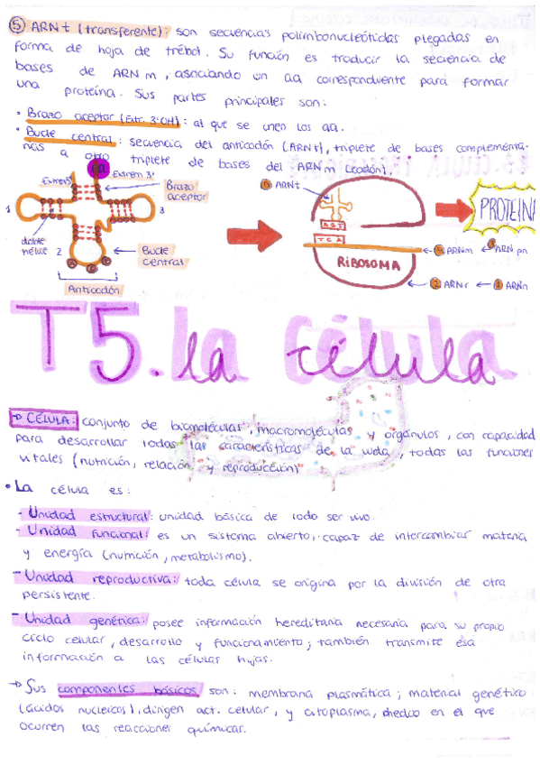 Miniatura del documento Tema-5-La-celula.pdf