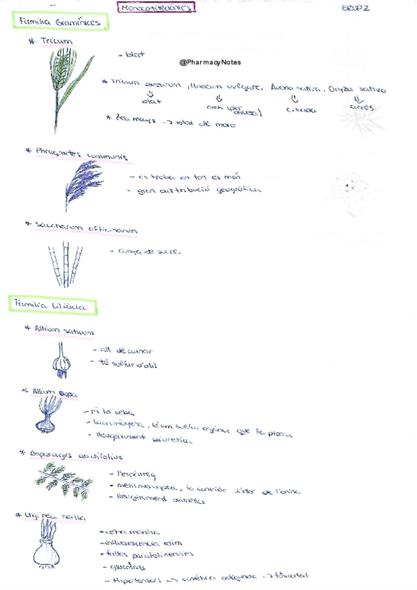 Miniatura del documento Grup 2 Monocotiledònies.pdf
