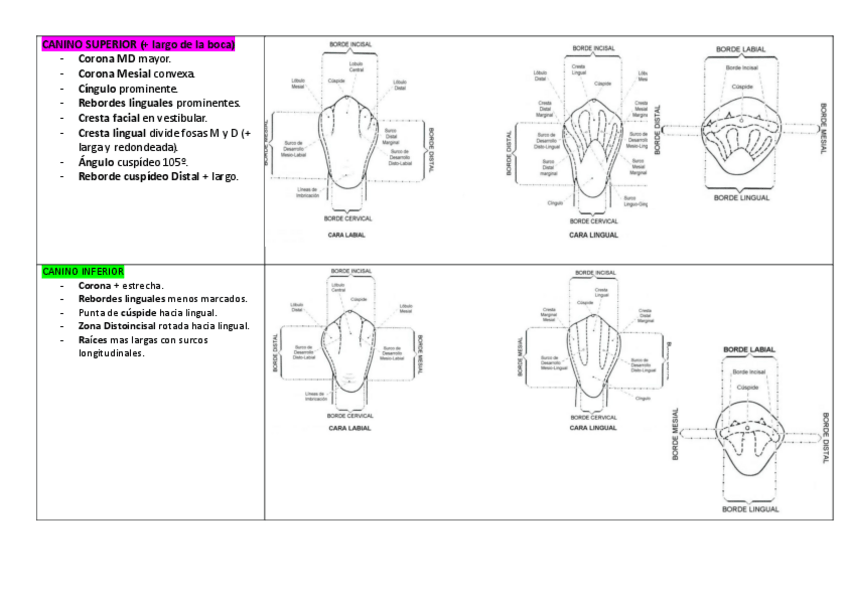 Miniatura del documento caninos.pdf