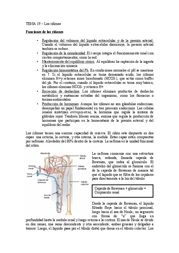 Miniatura del documento Los riñones.pdf