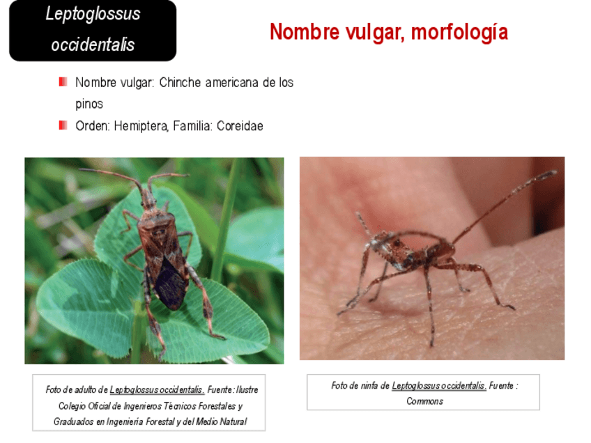 Miniatura del documento Chinche-americana-del-pino.pdf