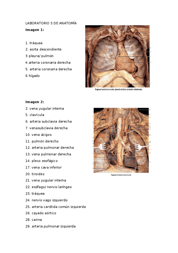 Miniatura del documento Entrega-Actividad-5.docx