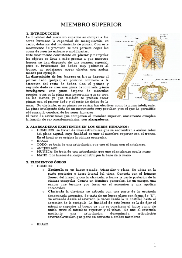 Miniatura del documento AT4.MIEMBRO SUPERIOR.docx