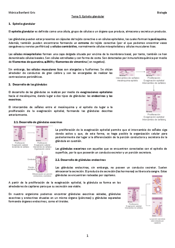 Miniatura del documento 5-TEJIDO-GLANDULAR.pdf