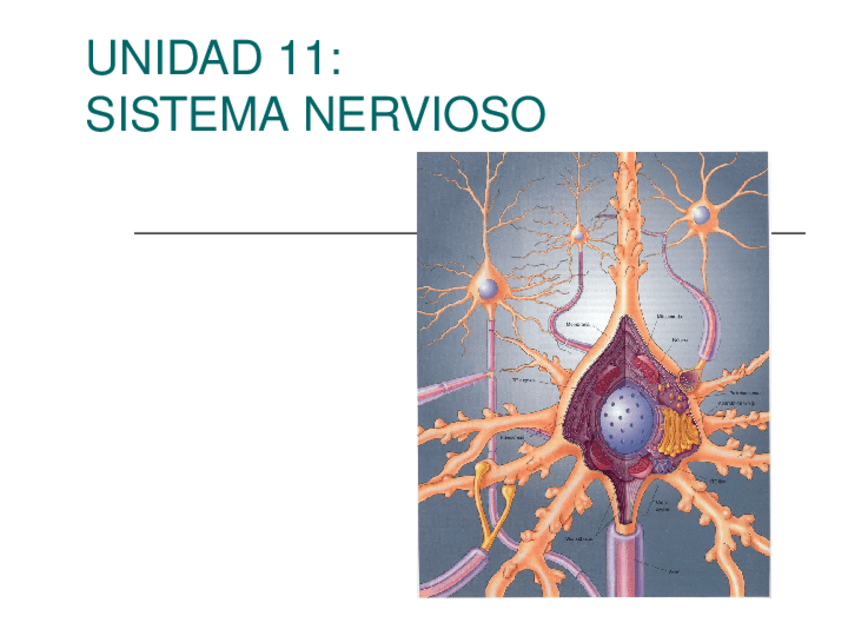 Miniatura del documento T11.ppt