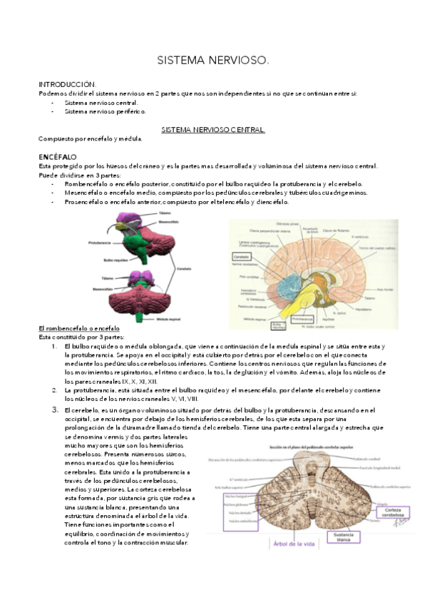 Miniatura del documento TEMA-11-SISTEMA-NERVIOSO.pdf