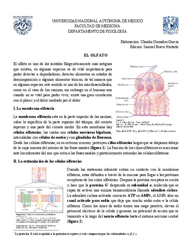Miniatura del documento Olfato-corregir.pdf