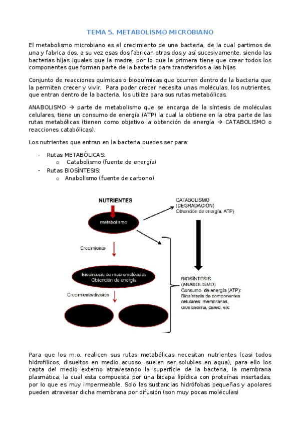 Miniatura del documento TEMA-5-MICRO.docx